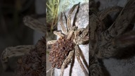 Hogna cf.  radiata pełna potomstwa #lycosidae # #tarantula #spider #ptasznikizajaca