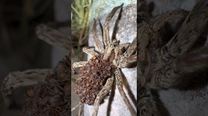 Hogna cf.  radiata pełna potomstwa #lycosidae # #tarantula #spider #ptasznikizajaca