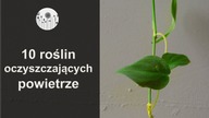 Rośliny oczyszczające powietrze.  10 roślin domowych dla alergików