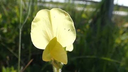 Komonicznik skrzydlatostrąkowy