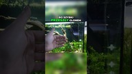 Tworzenie głębi w akwarium  Zobacz te detale! 