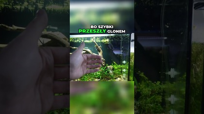 Tworzenie głębi w akwarium  Zobacz te detale! 