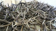 Zrzuty Jeleni 2021 Rozgrzewka, Setki Zrzutów i Podsumowanie Trzech Lat Zbierania Poroży Odc.  130