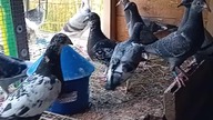 Suplementy i przegląd młodych #egzotyka #pigeon #fus #birds #mlode #golebie