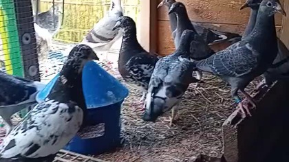 Suplementy i przegląd młodych #egzotyka #pigeon #fus #birds #mlode #golebie
