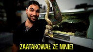GŁODNE WĘŻE SĄ...  