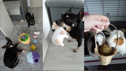 Zabawki wielkanocne dla psa i świnki testują pisanki 