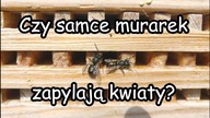 Czy te obiboki murarkowe samce zapylają kwiaty?