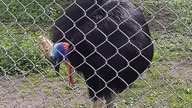 Kazuar hełmiasty (Southern Cassowary)