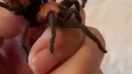 Pretty Little T (Davus pentaloris)