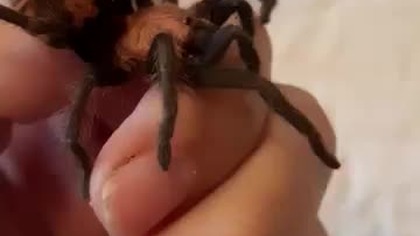 Pretty Little T (Davus pentaloris)