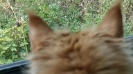 Reakcja kota na krowę Hrabia Eryk #mainecoon #chcezostac