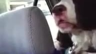 Pies, kt&oacute;ry zapomniał jak się szczeka