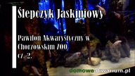 Ryby akwariowe - Ślepczyk jaskiniowy