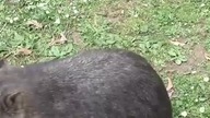 Po Co WOMBAT Ma Torbę?