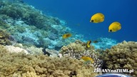 Do 2050 roku w oceanach będzie więcej tworzyw sztucznych niż ryb