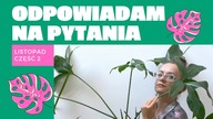 Odpowiadam na PYTANIA widzów Roślinne Problemy Listopad 2020 CZĘŚĆ 2