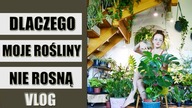 Dlaczego moje rośliny doniczkowe nie rosną ? Vlog 