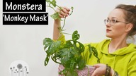 Monstera Monkey Mask - uprawa, pielęgnacja, choroby, rozmnażanie.  Dlaczego jej liście żółkną?