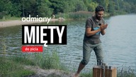 Mięta do picia: zastosowanie, odmiany, działanie. Czajnikowy.pl