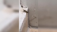 LiveLeak - Epic battle: A Wasp against a spider