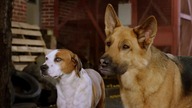 Pup Academy s01e06 Pl