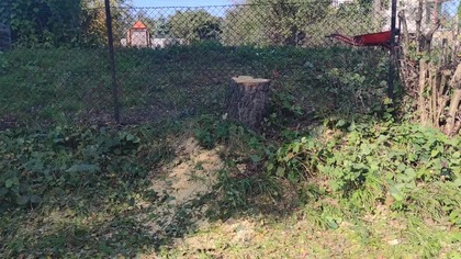 #340 Brzoza wycięta więc mogę ściągać siatkę ogrodzeniową!