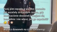 Jak uspokoić psa w panicznych sytuacjach?  
#Psy #SzkoleniePsów #Odwrażliwianie