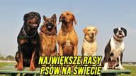 NAJWIĘKSZE RASY PSÓW NA ŚWIECIE