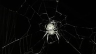 July 7, 2021.  Larinioides sclopetarius (commonly called: bridge spider).  Katowice, Poland