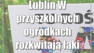 Lublin: W przyszkolnych ogródkach rozkwitają łąki