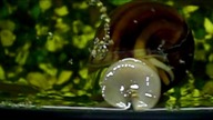 http://ampularia. dbv.pl Ampularia Pomacea canaliculata Marisa cornuarietis