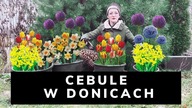 Jak i kiedy obsadzać DONICE CEBULAMI  tulipany, żonkile, hiacynty, czosnki ozdobne 