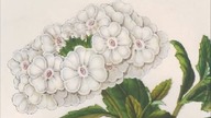Werbena. Litografia, Louis Benoit VAN HOUTTE