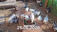 Kurczaki w kropki mają 4 tygodnie * Buraczki z oregano dla maluchów