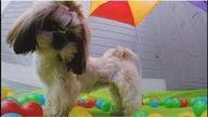 Cute Puppy - Fun in Balls -Puppyhood - Video