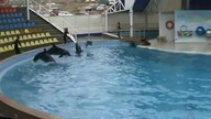 Delfinarium - cztery delfiny przeskakują nad poprzeczką