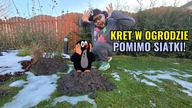 Kret w ogrodzie pomimo siatki.  Jak sprawuje się drenaż działki?