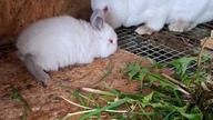 Mam już 3 tygodnie i pierwszy opuściłem wykotnik.