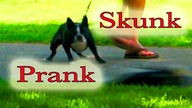Remote Control Skunk Prank