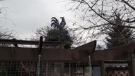 kurki na wybiegu * wspomnienie