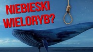 Dlaczego NIEBIESKI WIELORYB ma taką nazwę? [SUCHARY WIDZÓW]