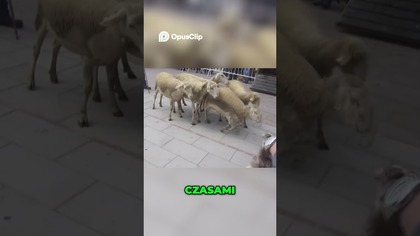 Psy Pasterskie & Niedźwiedzie Niezwykłe Spotkanie w Akcji!