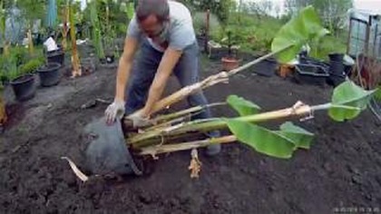 Odc 656-Jeden z szybko rosnących bananów,odporny.  Musa yunnanensis.