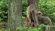 Wilcza Rodzina: Niebezpieczni Sąsiedzi (2017) LektorPL