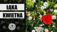 Jak założyć ŁĄKĘ KWIETNĄ krok po kroku