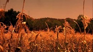 Kim jest Smakosz? - Strefa [JEEPERS CREEPERS] FILM