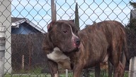 Ratunek dla porzuconego pitbulla