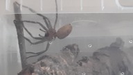 Holconia murrayensis linieje  Murrays Huntsman Spider molting 