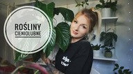 ROŚLINY CIENIOLUBNE - Te rośliny przeżyją w ciemnym mieszkaniu 